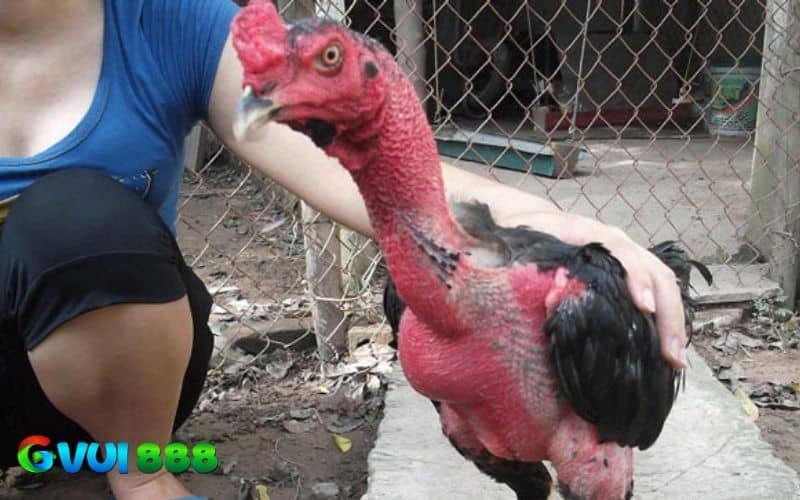 Cách làm cổ gà chọi to bằng phương pháp dân gian Cách làm cổ gà chọi to bằng phương pháp dân gian