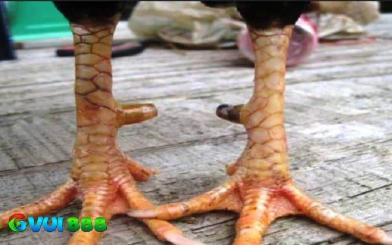 Cách nhận biết gà có vảy phủ địa Cách nhận biết gà có vảy phủ địa