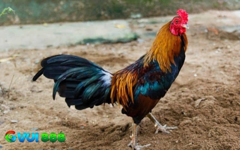 Cần tập luyện có cường độ và thời gian nghỉ ngơi thích hợp Cần tập luyện có cường độ và thời gian nghỉ ngơi thích hợp
