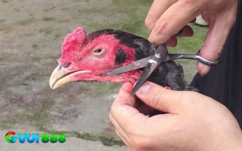 Cắt tích tai gà chọi có lợi ích trong thi đấu và thẩm mỹ Cắt tích tai gà chọi có lợi ích trong thi đấu và thẩm mỹ