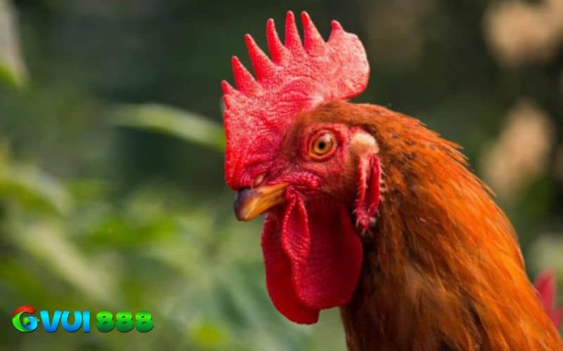 Cấu trúc của mồng gà Cấu trúc của mồng gà