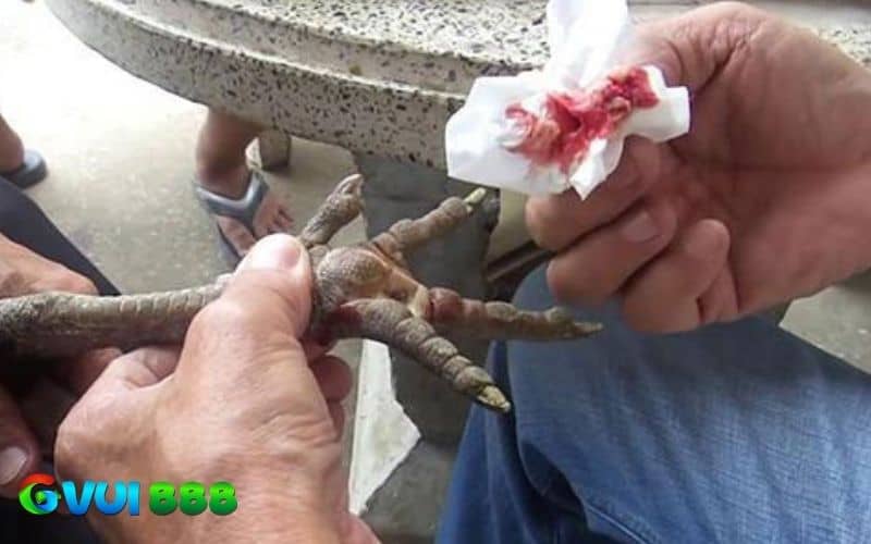 Chườm lá thuốc giúp gà giảm sưng Chườm lá thuốc giúp gà giảm sưng