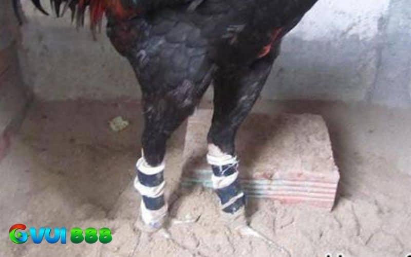 Cố định chân gà gãy bằng tre hoặc ống hút nhựa Cố định chân gà gãy bằng tre hoặc ống hút nhựa