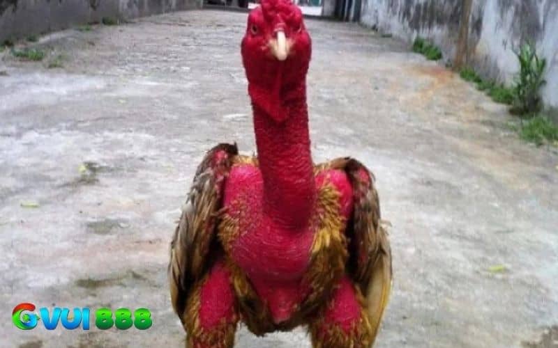 Cổ gà chọi to có thể chịu đòn tốt và ngoại hình trông oai phong Cổ gà chọi to có thể chịu đòn tốt và ngoại hình trông oai phong