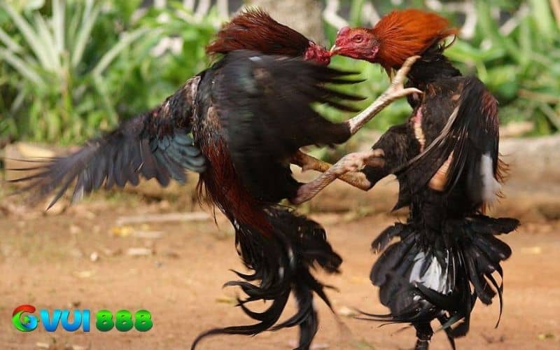 Cung cấp đầy đủ các dưỡng chất giúp gà không cần chân yếu Cung cấp đầy đủ các dưỡng chất giúp gà không cần chân yếu