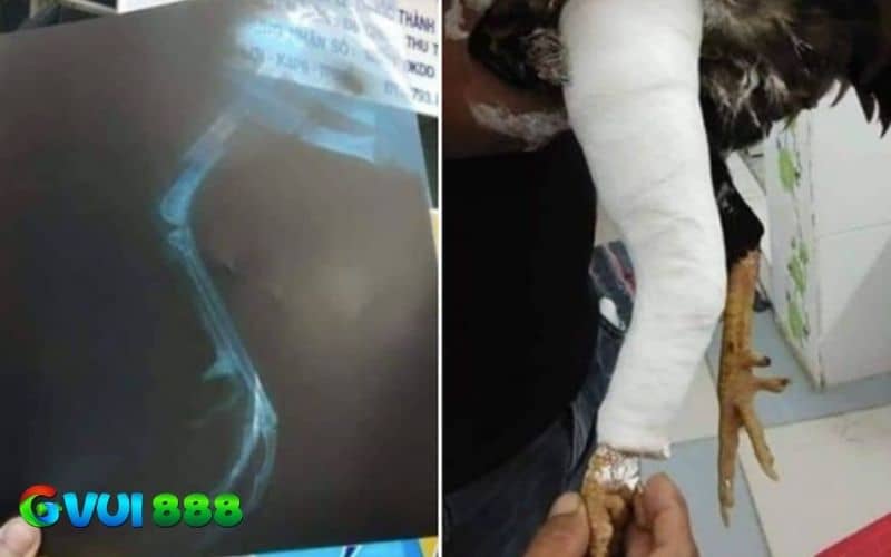 Để có thể điều trị đúng nhất người nuôi cần xác định được mức độ nặng và nhẹ Để có thể điều trị đúng nhất người nuôi cần xác định được mức độ nặng và nhẹ
