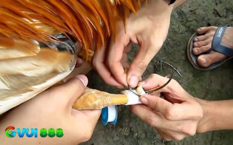 Do kích thước chân gà tre nhỏ hơn nên sẽ có cách băng khác Do kích thước chân gà tre nhỏ hơn nên sẽ có cách băng khác