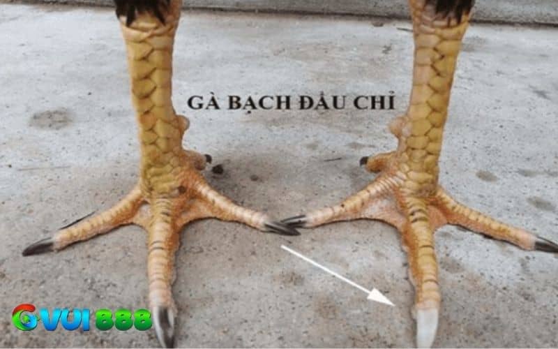 Gà bạch đầu chỉ có thể là do di truyền, ảnh thường từ môi trường hoặc đột biến gen Gà bạch đầu chỉ có thể là do di truyền, ảnh thường từ môi trường hoặc đột biến gen