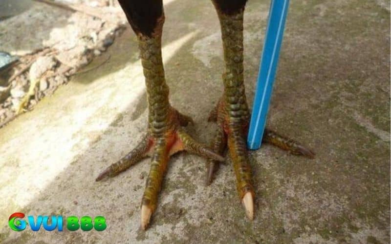 Gà bạch đầu chỉ là gà có móng chúa màu trắng và các móng khác không cùng màu Gà bạch đầu chỉ là gà có móng chúa màu trắng và các móng khác không cùng màu