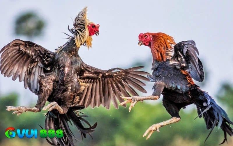 Gà chạy kiệu có dáng đi chậm rãi và không bước thẳng một mạch Gà chạy kiệu có dáng đi chậm rãi và không bước thẳng một mạch