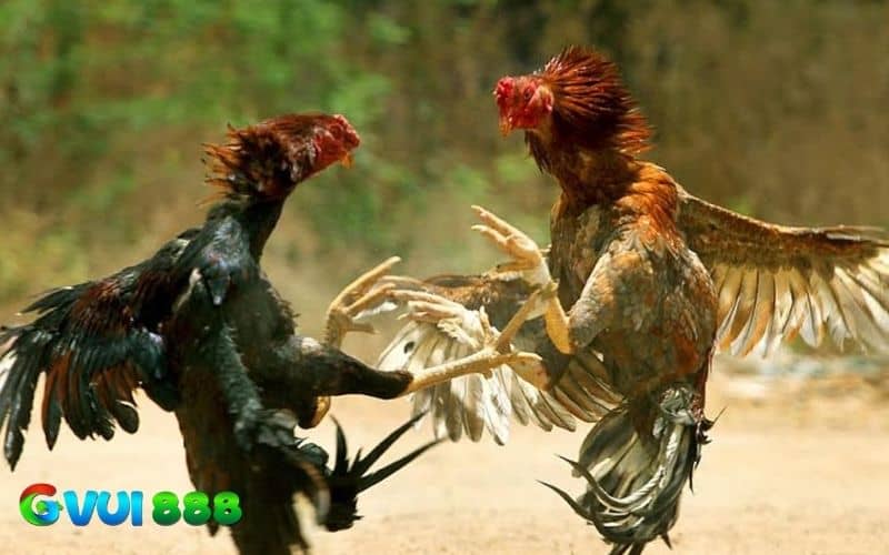 Gà chạy kiệu có lối phòng thủ cực tốt Gà chạy kiệu có lối phòng thủ cực tốt