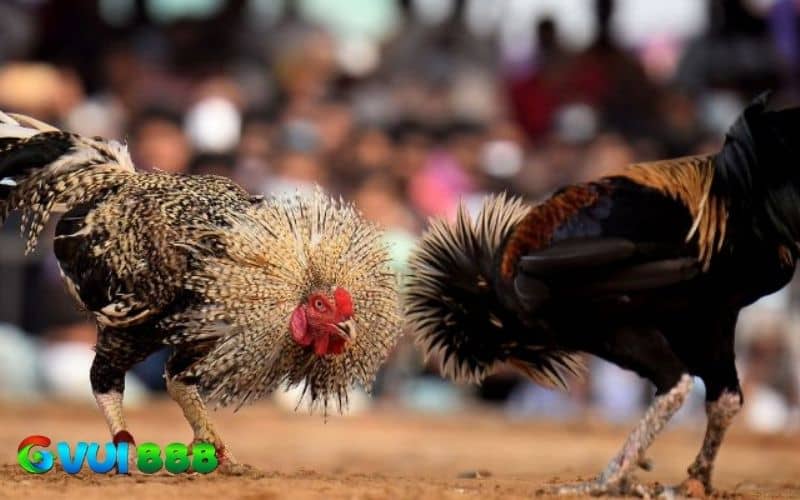 Gà chạy kiệu là gà sở hữu dáng đi bồng bềnh và lối đá linh hoạt Gà chạy kiệu là gà sở hữu dáng đi bồng bềnh và lối đá linh hoạt