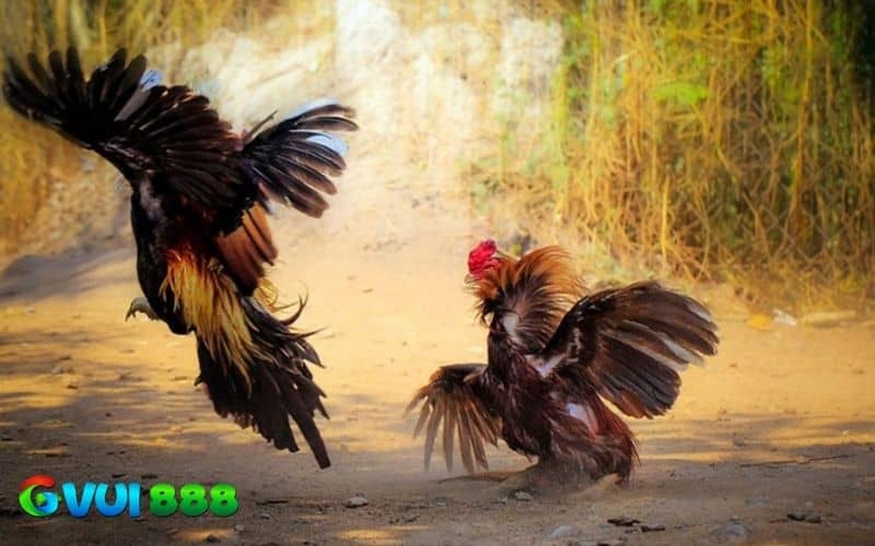 Gà chọi bị yếu chân thường xuyên té ngã và không giữ được thăng bằng Gà chọi bị yếu chân thường xuyên té ngã và không giữ được thăng bằng