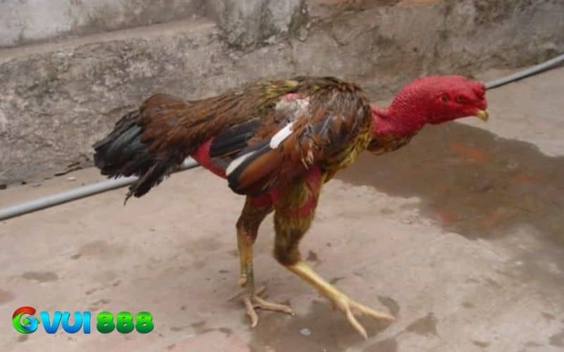 Gà đá bị chân yếu là gà không thể ra đòn dứt khoát và linh hoặc khi thi đấu Gà đá bị chân yếu là gà không thể ra đòn dứt khoát và linh hoặc khi thi đấu