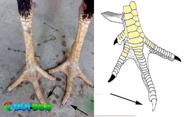 Gà hắc hổ thới là biến thể hiếm làm cho ngón thới màu đen Gà hắc hổ thới là biến thể hiếm làm cho ngón thới màu đen