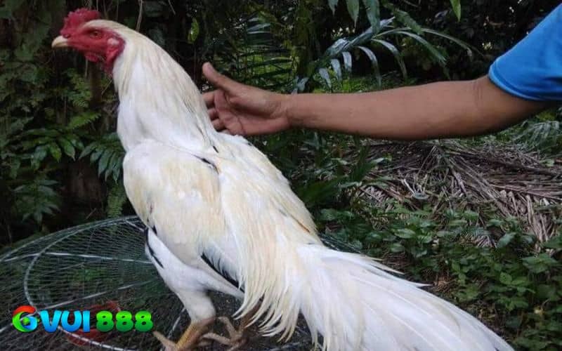 Gà khi gãy chân nên hạn chế di chuyển Gà khi gãy chân nên hạn chế di chuyển