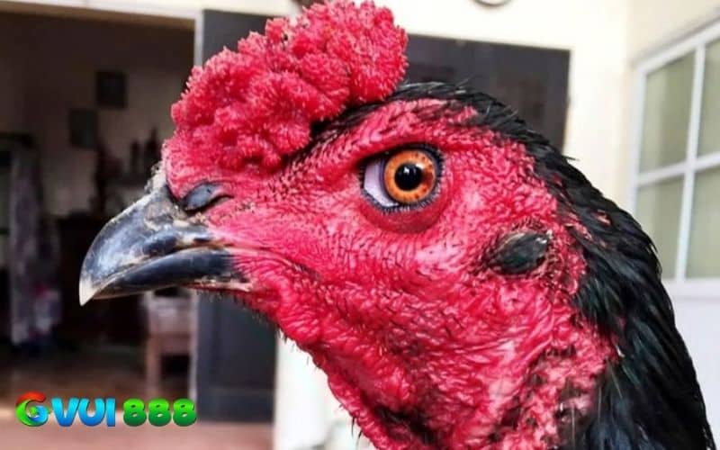 Gà mắt chuột không có ngoại hình oai vệ nhưng có lối đá mưu mẹo và lì đòn Gà mắt chuột không có ngoại hình oai vệ nhưng có lối đá mưu mẹo và lì đòn