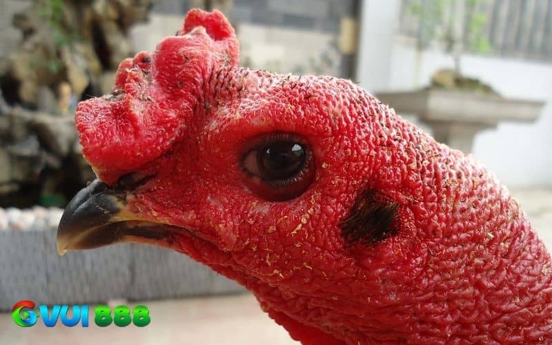 Gà mắt chuột là gà có đôi mắt nhỏ, tròn và đen như mắt của chuột Gà mắt chuột là gà có đôi mắt nhỏ, tròn và đen như mắt của chuột