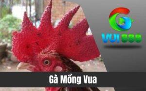 Gà Mồng Vua