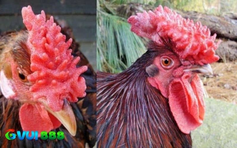 Gà mồng vua có ngoại hình nổi bật với chiếc mồng đẹp Gà mồng vua có ngoại hình nổi bật với chiếc mồng đẹp