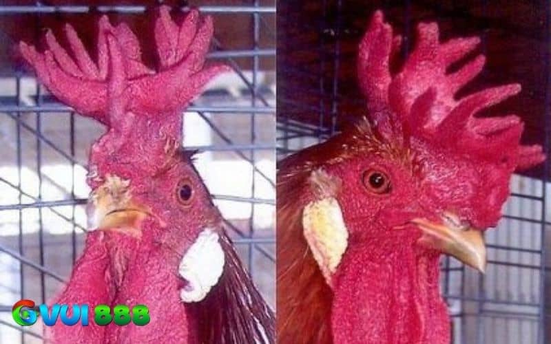 Gà mồng vua không thể thi đấu vì linh hoạt kém và mồng dễ chảy máu Gà mồng vua không thể thi đấu vì linh hoạt kém và mồng dễ chảy máu