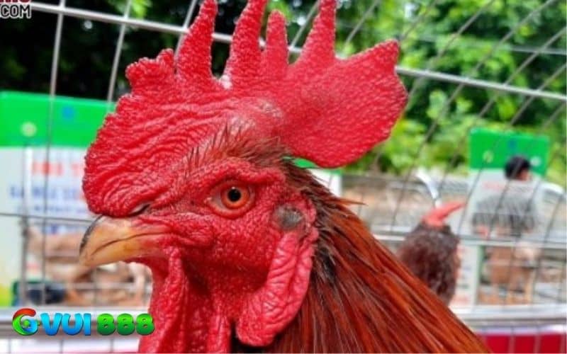 Gà mồng vua thường được nuôi để làm cảnh vì có mồng đẹp Gà mồng vua thường được nuôi để làm cảnh vì có mồng đẹp