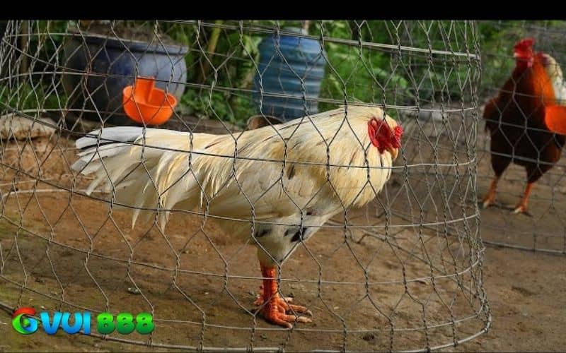 Gà tử mị là chiến kê có lối ngủ dị thường và lối đá vô cùng mu mẹo Gà tử mị là chiến kê có lối ngủ dị thường và lối đá vô cùng mu mẹo