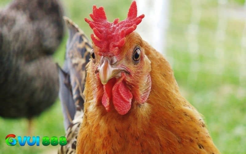 Hình dạng của của mồng gà Hình dạng của của mồng gà