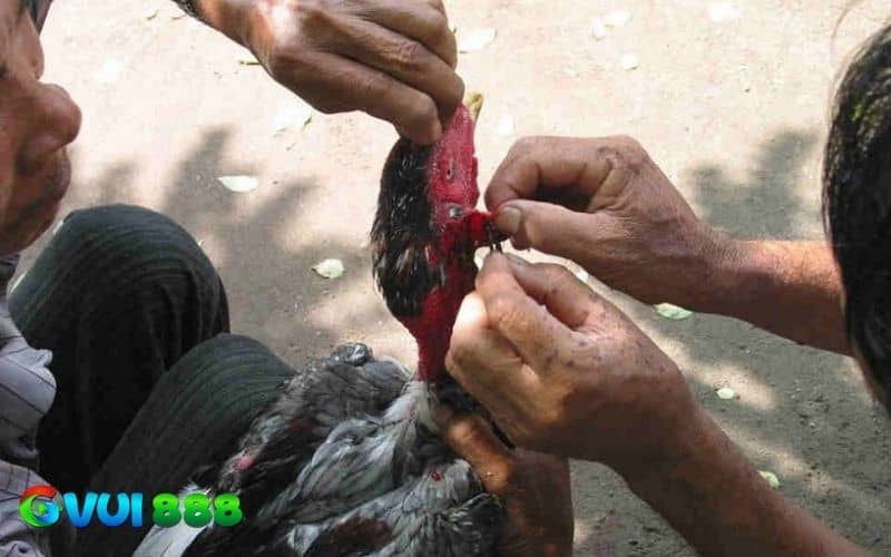Hướng dẫn cách tích tai gà chọi bằng dao lao Hướng dẫn cách tích tai gà chọi bằng dao lao