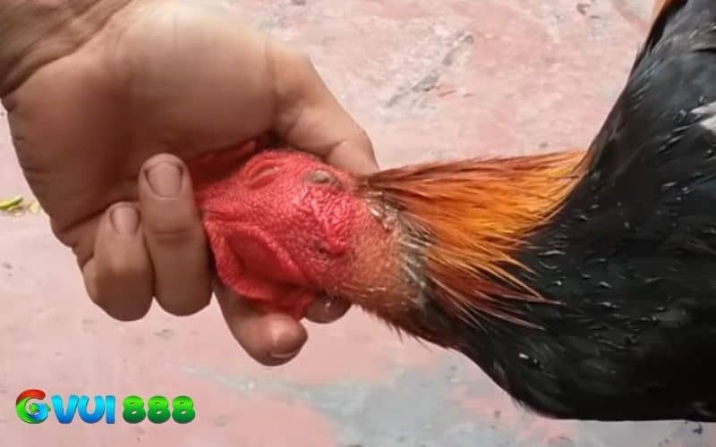 Hướng dẫn cách cắt tích tai gà chọi bằng kéo Hướng dẫn cách cắt tích tai gà chọi bằng kéo