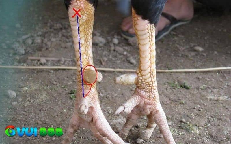 Lau sạch chân gà tre và để chân gà khô Lau sạch chân gà tre và để chân gà khô