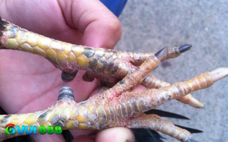 Màu sắc của móng chúa thường là màu trắng Màu sắc của móng chúa thường là màu trắng