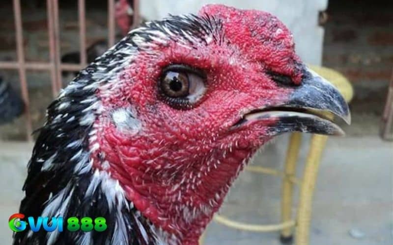Những đặc điểm nhận biết gà mắt chuột Những đặc điểm nhận biết gà mắt chuột
