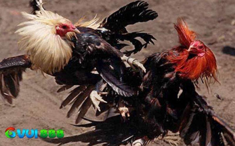 Nhược điểm là tinh thần thi đấu yếu và không phải chiến kê nào cũng thi đấu xuất sắc Nhược điểm là tinh thần thi đấu yếu và không phải chiến kê nào cũng thi đấu xuất sắc