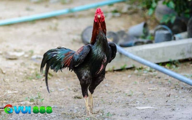 Nuôi gà đúng kỹ thuật trước khi đá sẽ có nhiều lợi ích Nuôi gà đúng kỹ thuật trước khi đá sẽ có nhiều lợi ích