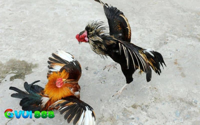 Ôm bóp và massage chân gà thường xuyên Ôm bóp và massage chân gà thường xuyên