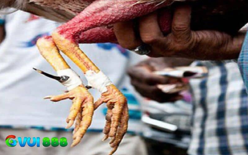 Sau khi băng xong cần kiểm tra và điều chỉnh cựa Sau khi băng xong cần kiểm tra và điều chỉnh cựa
