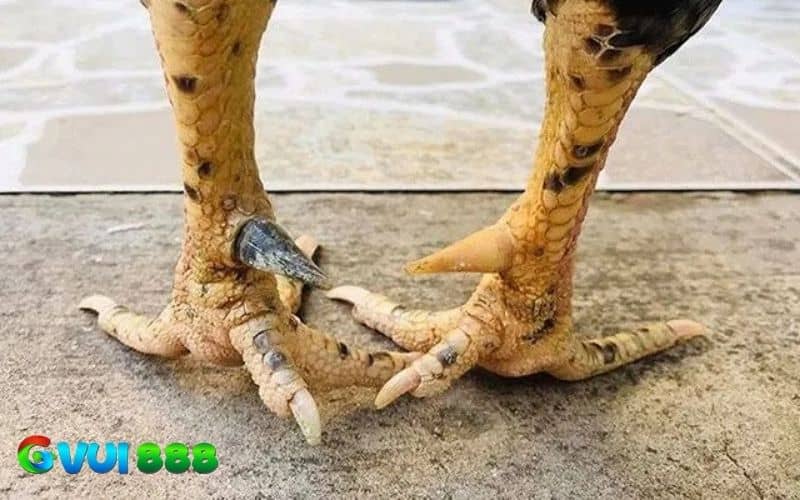 Thần kê cựa nhật nguyệt là chiến kê sở hữu 2 cựa 2 màu Thần kê cựa nhật nguyệt là chiến kê sở hữu 2 cựa 2 màu