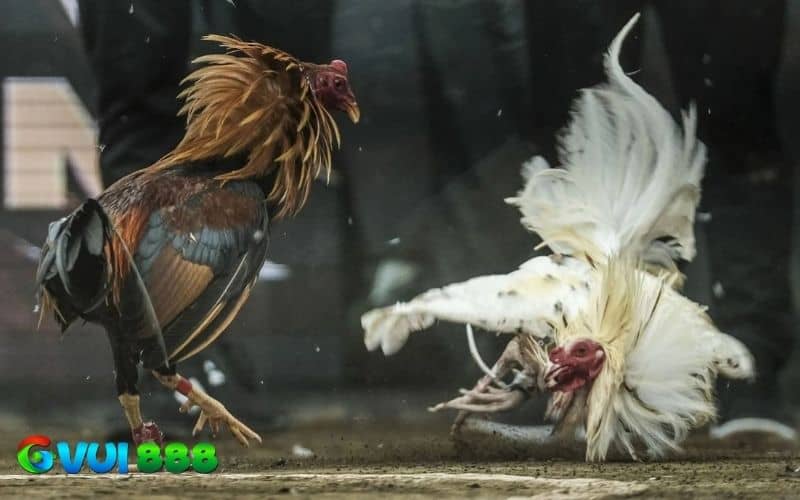 Thần kê là chiến kê có những đặc điểm dị tướng và tỷ lệ chiến thắng cao Thần kê là chiến kê có những đặc điểm dị tướng và tỷ lệ chiến thắng cao