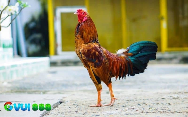 Trong quá trình nuôi gà trước khi người nuôi cần cung cấp đầy đủ chất dinh dưỡng Trong quá trình nuôi gà trước khi người nuôi cần cung cấp đầy đủ chất dinh dưỡng