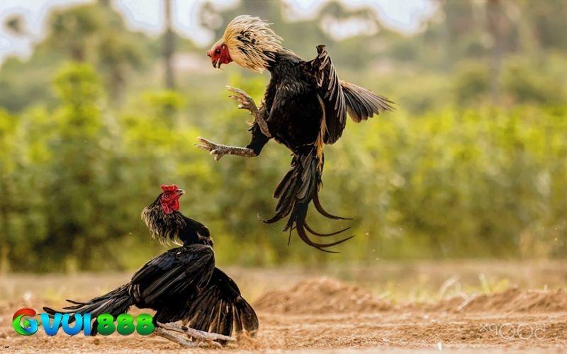 Ưu điểm là chân đá linh hoạt và lối đá đầy chiến thuật Ưu điểm là chân đá linh hoạt và lối đá đầy chiến thuật