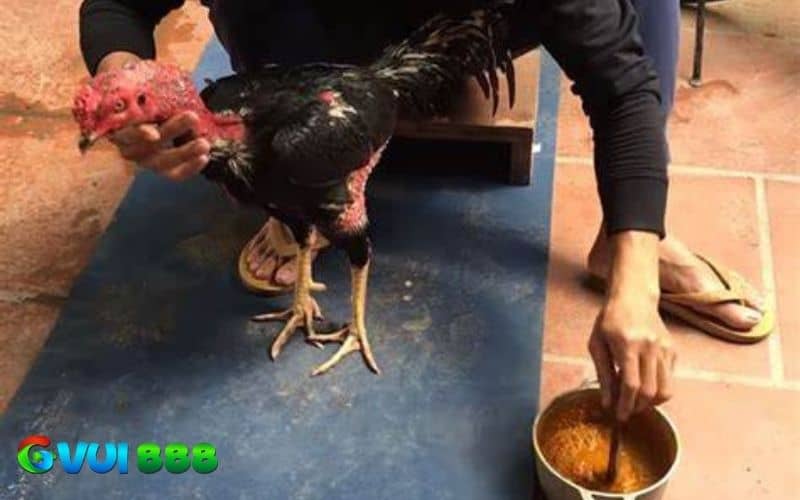Vào nghệ cho gà chọi đúng cách giúp gà có da săn chắc và lên màu đẹp Vào nghệ cho gà chọi đúng cách giúp gà có da săn chắc và lên màu đẹp