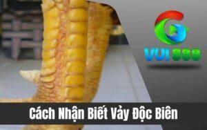 Vảy Độc Biên