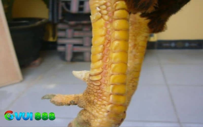 Vảy độc biên là vảy mọc riêng lẻ và nằm ở biên của chân gà Vảy độc biên là vảy mọc riêng lẻ và nằm ở biên của chân gà