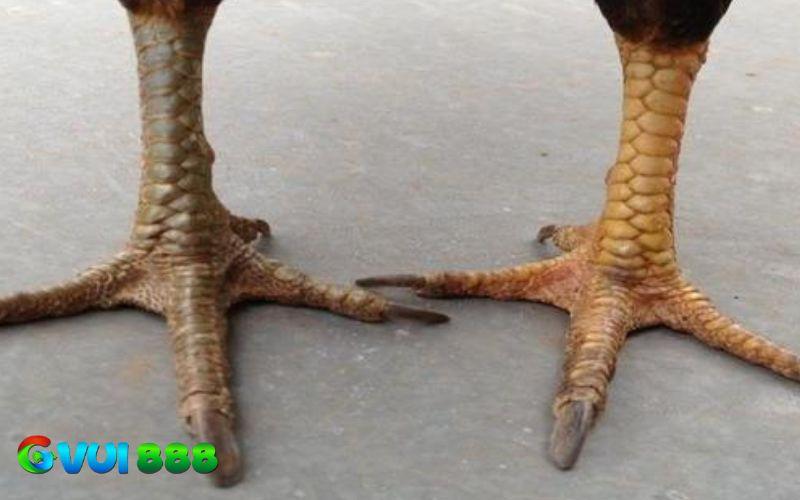 Vị trí của ngón thới ở gà hắc hổ thới Vị trí của ngón thới ở gà hắc hổ thới