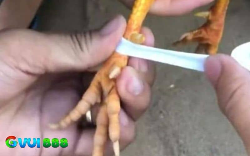Xác định vị trí băng cựa Xác định vị trí băng cựa