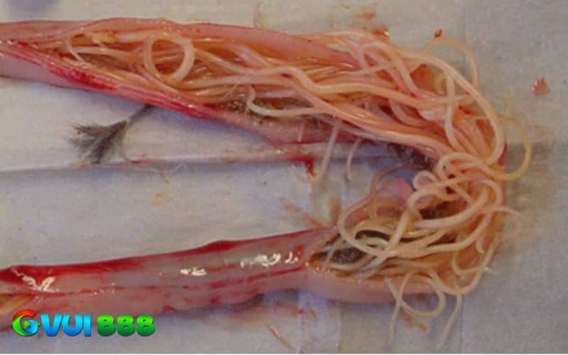 Bệnh giun kim ở gà là ký sinh trùng Ascaridia galli hấp thụ dinh dưỡng Bệnh giun kim ở gà là ký sinh trùng Ascaridia galli hấp thụ dinh dưỡng