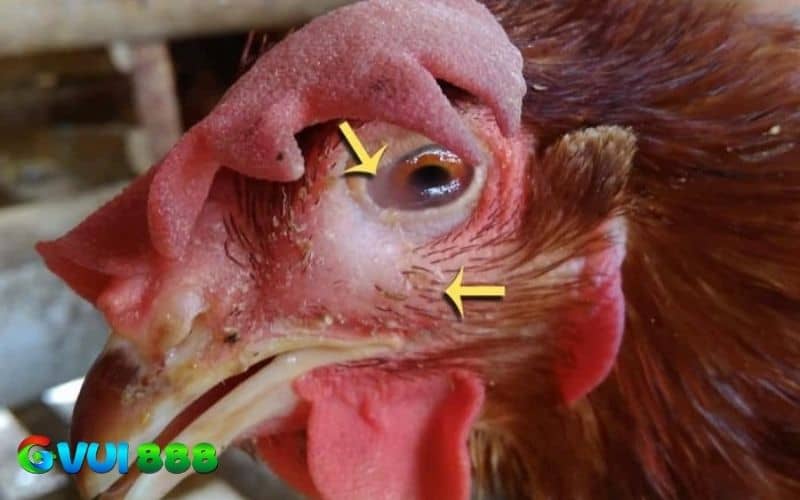 Bệnh phù gà là do vi khuẩn Haemophilus paragallinarum gây ra Bệnh phù gà là do vi khuẩn Haemophilus paragallinarum gây ra