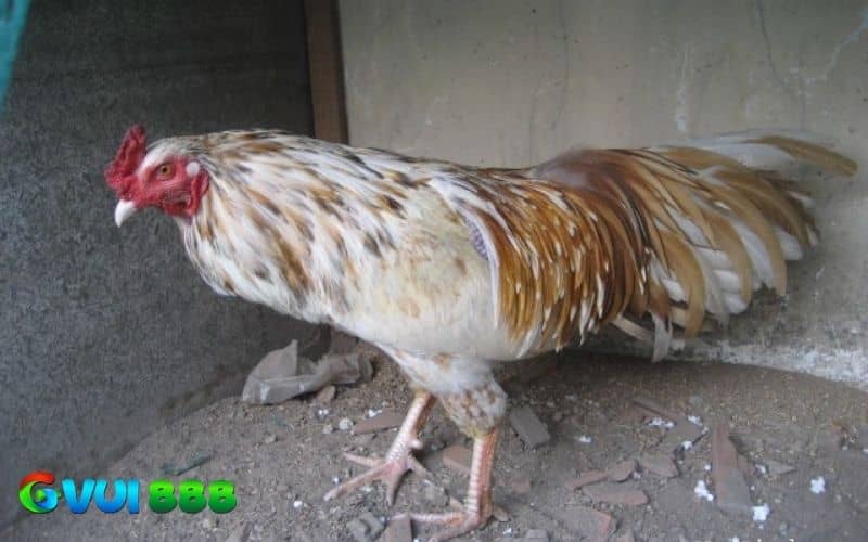Các đặc điểm nhận biết gà nhạn đơn giản và chuẩn xác Các đặc điểm nhận biết gà nhạn đơn giản và chuẩn xác