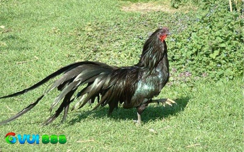 Các đặc điểm nhận dạng gà Sumatra Các đặc điểm nhận dạng gà Sumatra
